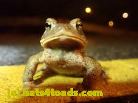 /home//u458753944/public_html/sourcegallery//Roxborough Toad Detour/2022/2022-03-17/P3170874.JPG